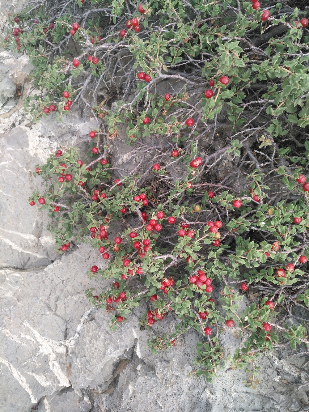 willow leaf cherry